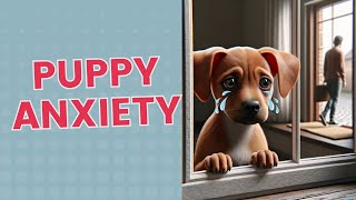 Avoid Puppy Anxiety When Left Alone