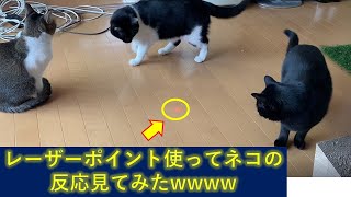 レーザーポインター使ってみたwww