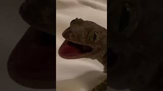 not expected lizard bite