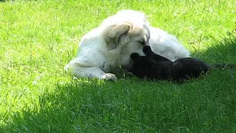 Moya en Nero genieten van de ochtendzon.