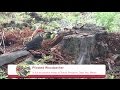 Pileated Woodpecker