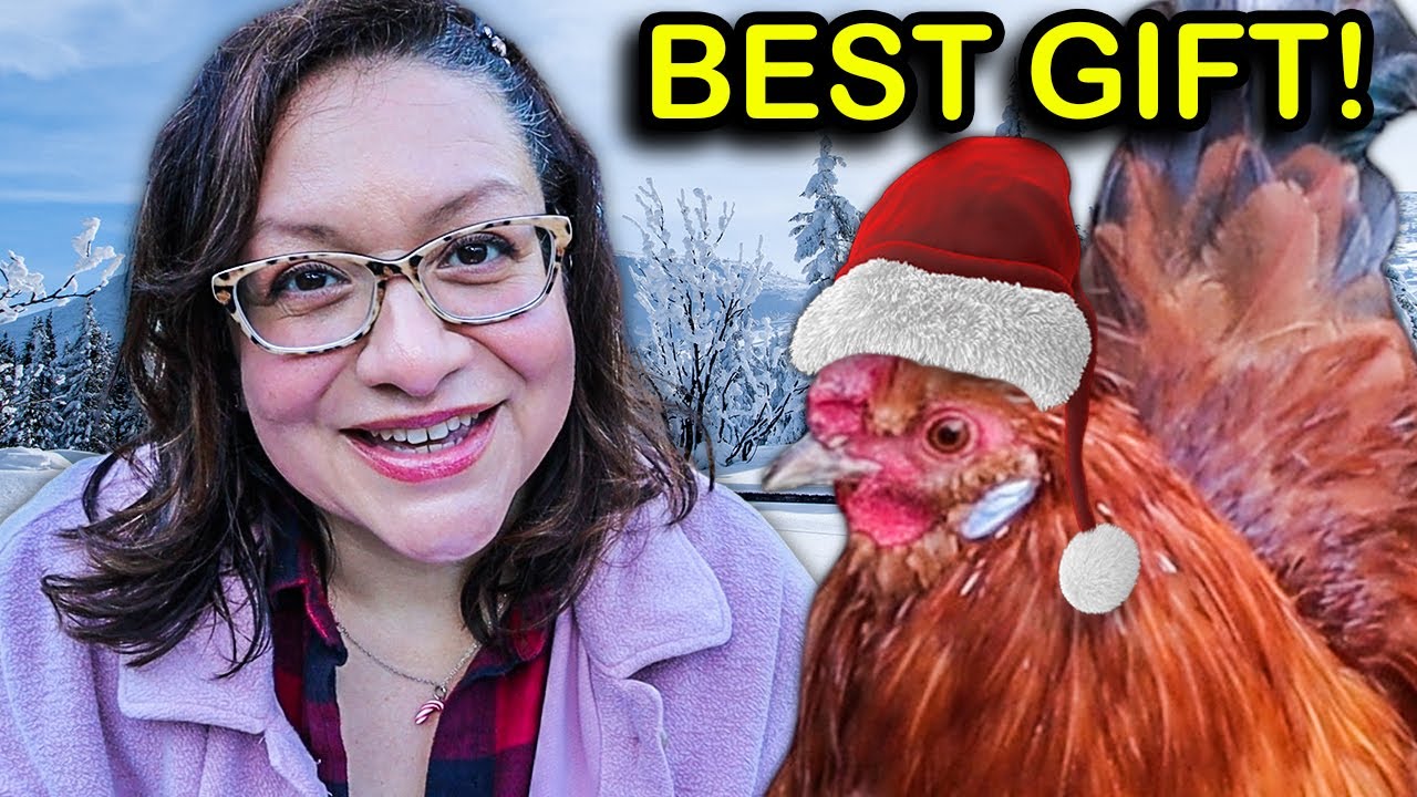 Backyard Chickens Make a Christmas Wish | The Chickenlandia 2022 Christmas Special