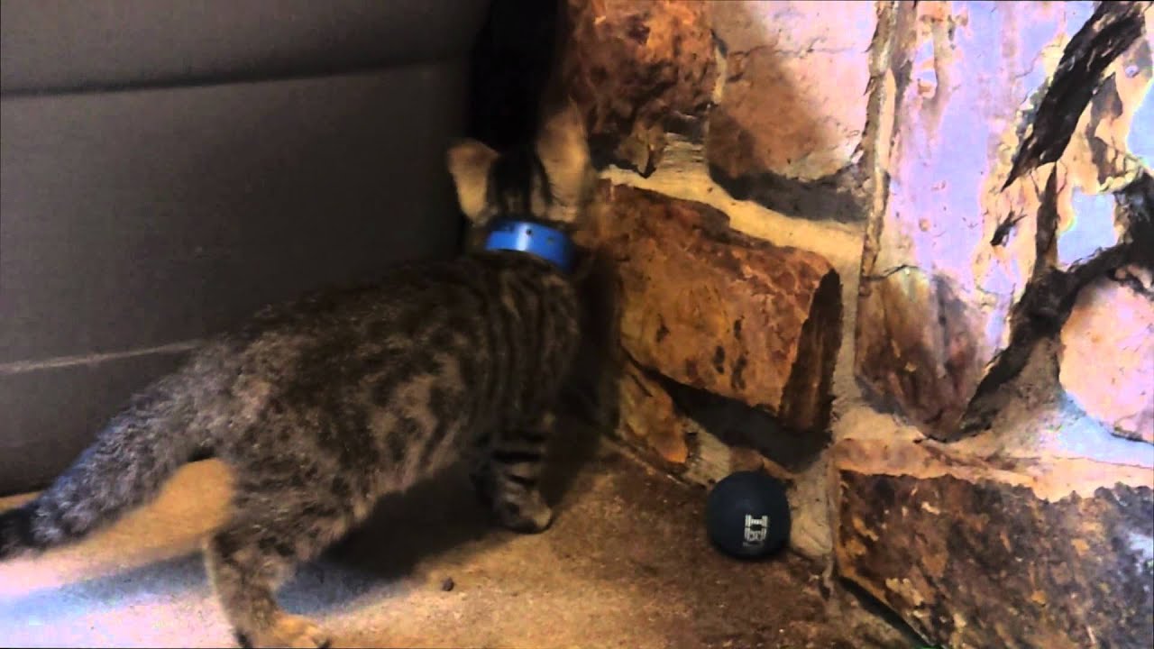 Cute Kittens Doing Funny Things 遊ぶねこ 