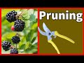 Revitalize your blackberry patch master the art of pruning floricanes to eliminate damaged canes