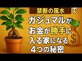 【禁断の風水】ガジュマルでお金が勝手に入る家になる4つの秘密💸
