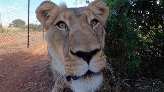 Meg’s Operation & Update | The Lion Whisperer