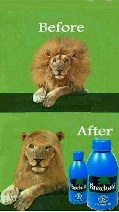 The Lion Lost His Mane to Coconut Oil! 🥥😂