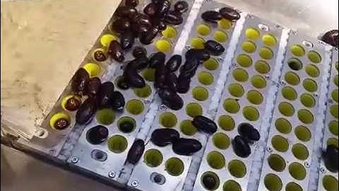 Automatic Dates Pitting Machine