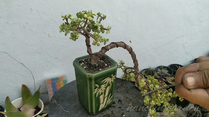 Asparagus Fern Bonsai?  Poor Man's Bonsai 