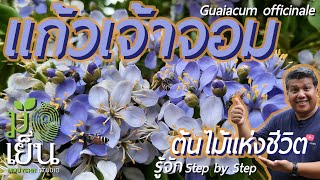 แก้วเจ้าจอม ต้นไม้แห่งชีวิต มีดีที่พุ่มใบเขียว ดอกสวยสด Guaiacum officinale