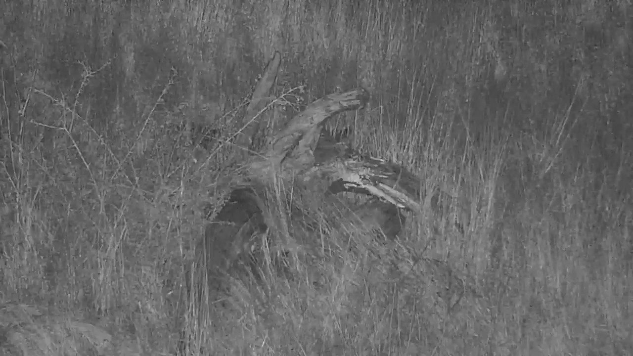 camera iphone 8 plus apk Djuma Genet hunting - 05:35- 06/16/19