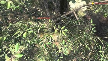 Black ops ▒ Across the map tomahawk ▒ Jungle - HD