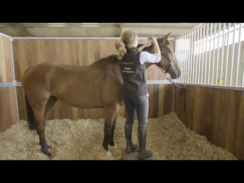 Como preparar um cavalo de corrida Para Race (Parte 1) #HorseHowTo