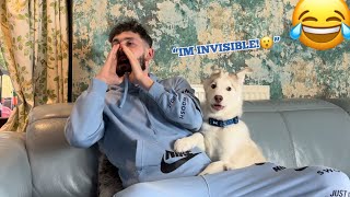 Pretending My Husky Puppy Is INVISIBLE!. [FUNNIEST REACTION EVER!]