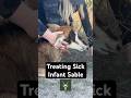 Treating Sick Infant Sable