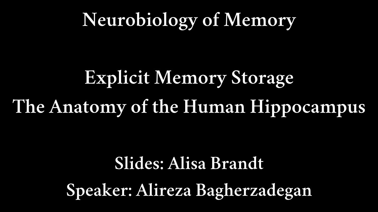 Bonus Lecture: The Anatomy of the Human Hippocampus