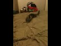 IMG_1415.MOV