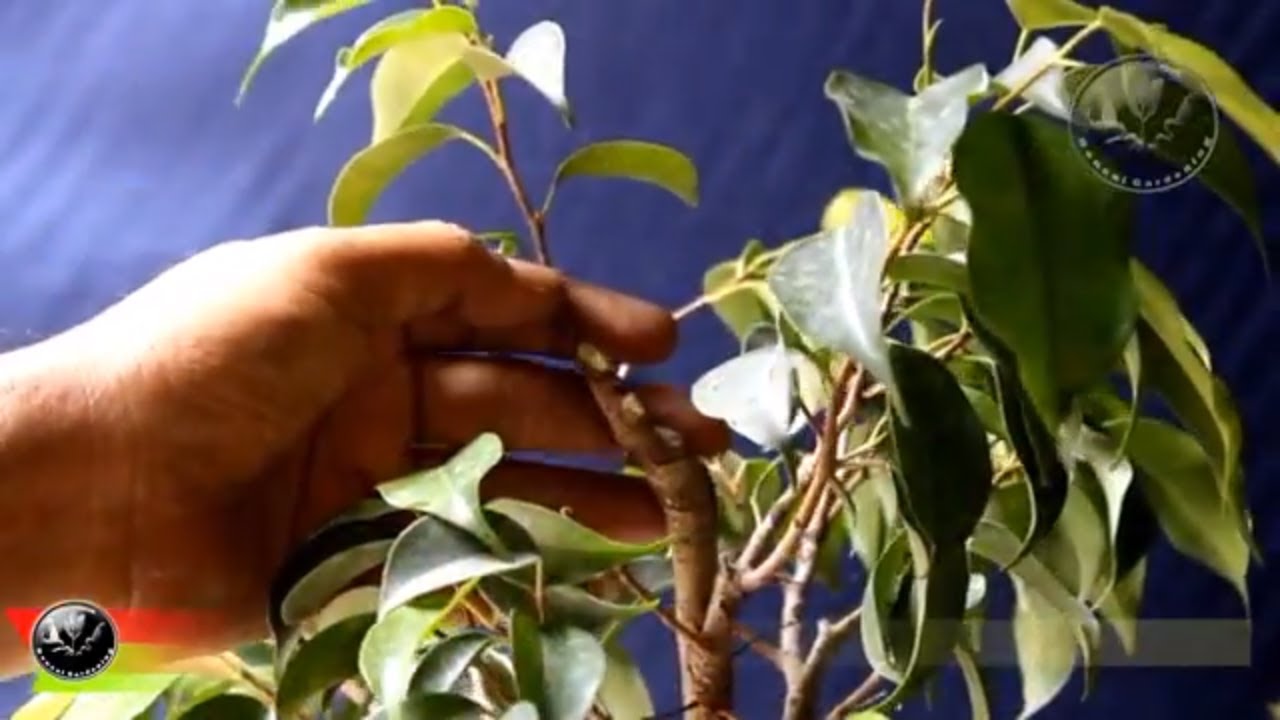 Bonsai on Ficus Benjamina 1/2, Trunk chop, Pruning, Root ball correction, Repot, Aug