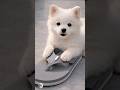 bhaiya to chale Gaye ab main unki chappal kha leti hun#doggy #doggydaycare #Last end watch