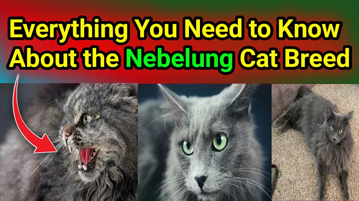 Watch the video about Nebelung Cats