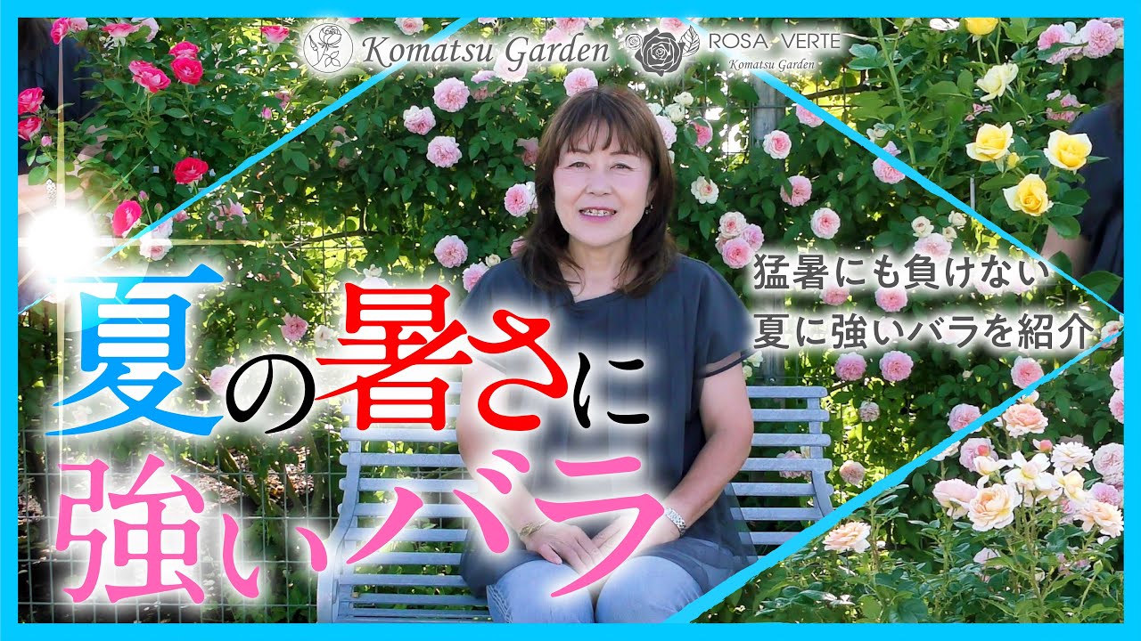 【バラの品種紹介】夏の暑さに強いバラ
