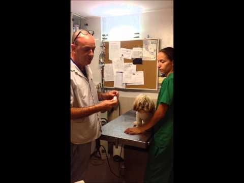וִידֵאוֹ: קרדית אוזניים בטיפול בכלבים