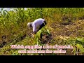 उन्हाळ्यातील हिरवा चारा #मका #cornfodder #sweet corn #Cattles #protein_diet