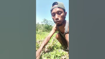 Harvesting cassava part 793 #shorts #farming #cassava #nature  #cassavaroots #cassavafarming