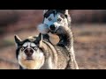 TRY NOT TO LAUGH - Funny Animals Compilation | Funny Animal Videos