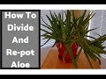 How To Divide and Re-pot an Overgrown Aloe Vera! 11/23/18