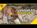 Pertarungan Singa dan Harimau, Beginilah Cara Harimau dan Singa Memamerkan Serangan Mematikan Mereka