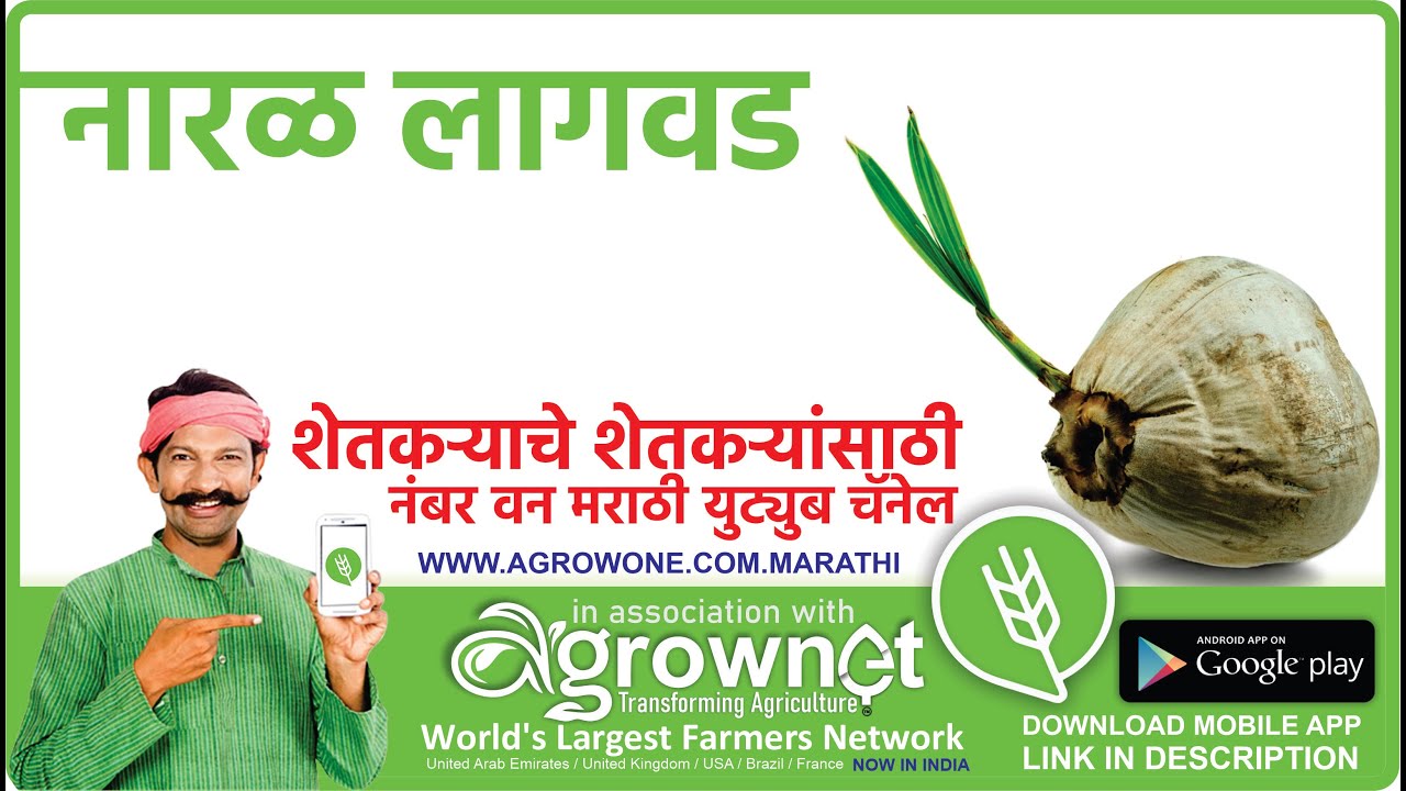 नारळाच्‍या झाडांची लागवड कशी करावी नारळ झाडे माहिती नारळ लागवड आणि उत्पादन Coconut Farming