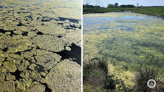 Algae Corner: This &quot;Horsehair&quot; Species Can Make Your Pond Unusable