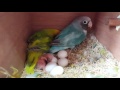 Lovebird Black Cheeked