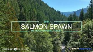 2024 Salmon Spawning In Mt. Hood National Forest, Oregon