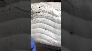 Bed Bugs size and how they look like