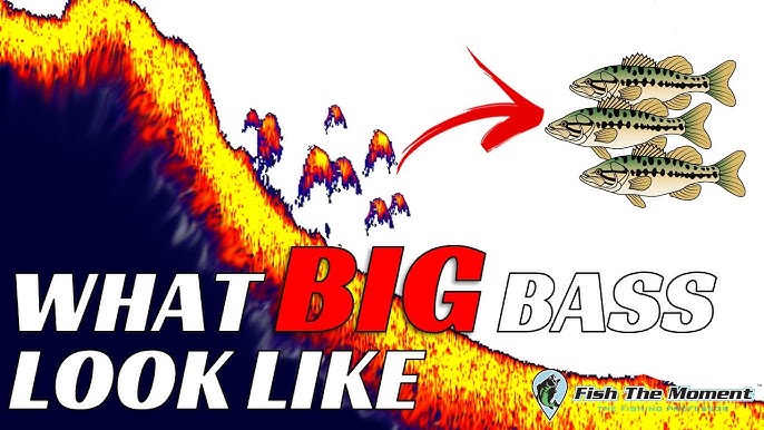 Identifying BIG Bass on Fish Finders MUST WATCH! 