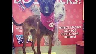 Belgian Malinois Puppy | Trick Dog Champion