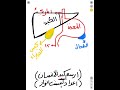 للصف الثالث المتوسط تعلم رسم الكبد علم الاحياء الطبعة الجديدة اكسبلور 