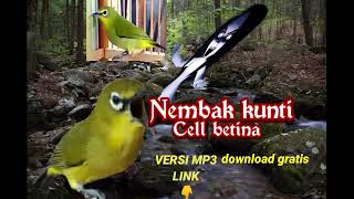 masteran pleci nembak kenari kunti||call pleci betina bikin merangsang nembak