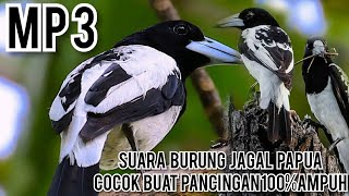 SUARA PANCINGAN BURUNG JAGAL PAPUA paling ribut cocok buat pikat