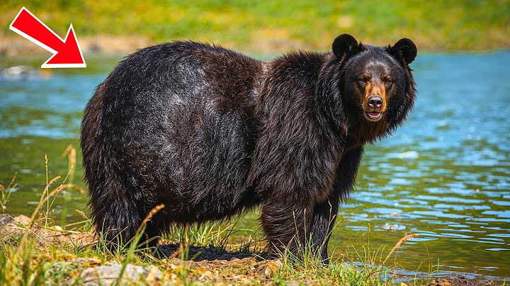 Hikers Spot Giant Black Grizzly Bear – Vet Goes Pale When He Sees What’s Inside