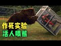 The Most Dead Animal Experiment In History How Do Grizzly Bears Eat People Demon Dream Movie The Most Dead Animal Experiment In History How Do Grizzly Bears Eat People Demon Dream Movie