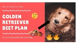 Golden Retriever | diet plan | amazing facts in hindi | Animal Channel Hindi by Animal Channel Hindi 29,238 views 5 years ago 3 minutes