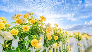 (No Ads) Relaxing Piano Floral Vibes 🌻 Soothing Melodies to Release Tension | Find Inner Peace