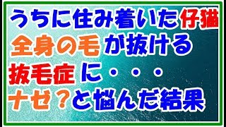 【スカッとする話 仔猫】うちに住み着いた仔猫 全身の毛が抜ける抜毛症に 家族みんなで可愛がっているのにナゼ?と悩んだ結果 スカッとLive!! 【スカッとする話 仔猫】うちに住み着いた仔猫 全身の毛が抜ける抜毛症に 家族みんなで可愛がっているのにナゼ?と悩んだ結果 スカッとLive!!