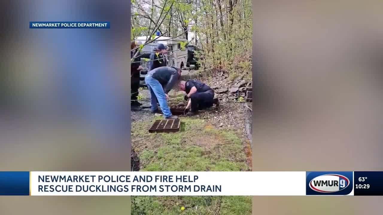 Newmarket police and fire help rescue ducklings from storm drain - YouTube