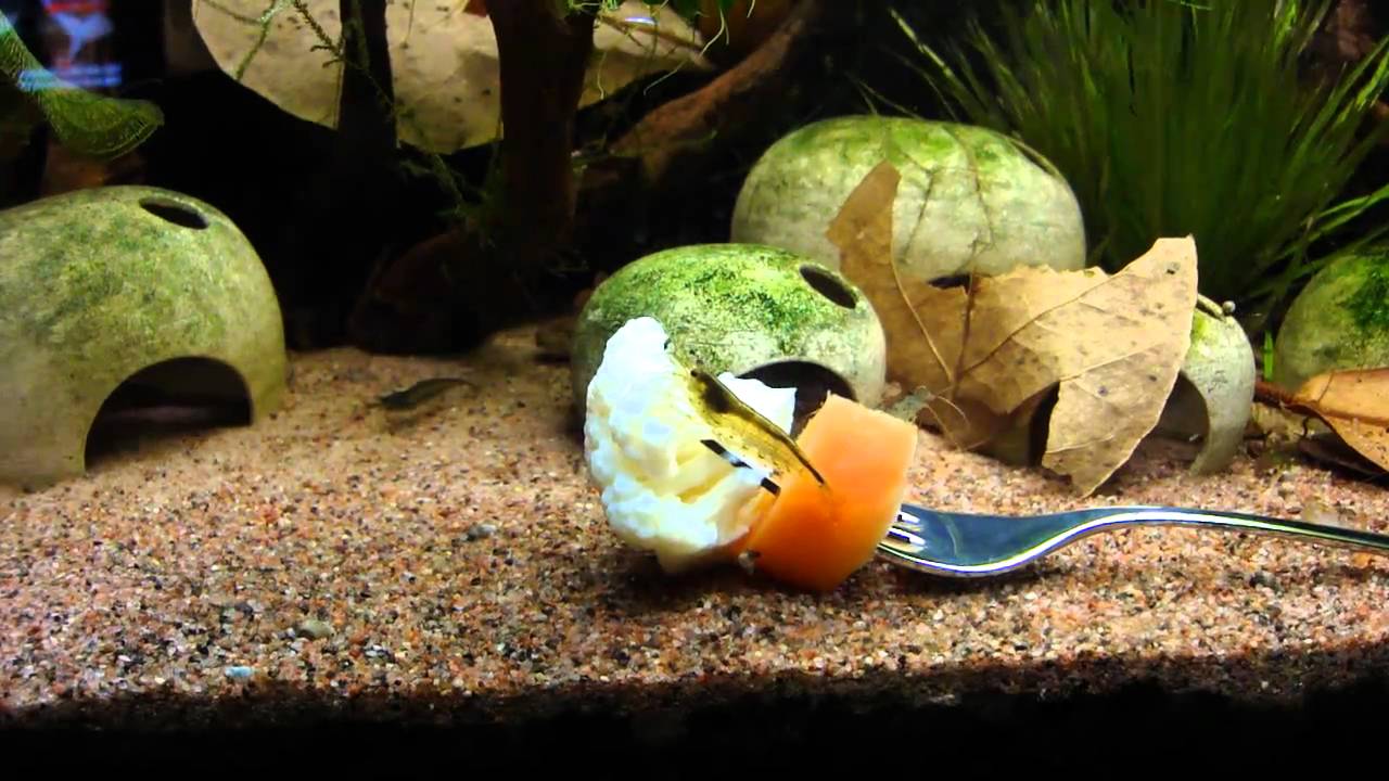 Amano shrimp eating boiled vegetables