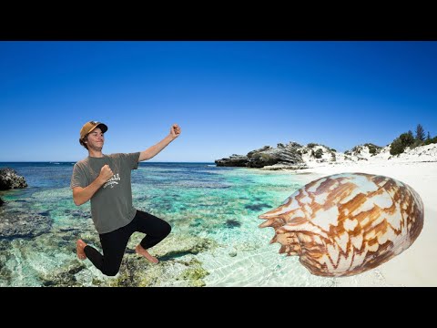 I FINALLY FOUND A BIG SHELL! Seashell hunting in Australian paradise at the beach! Super low tide!