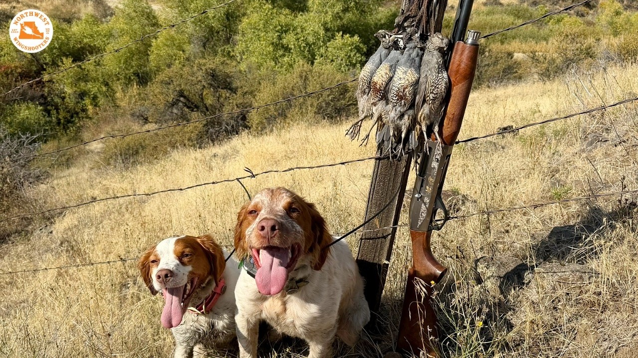 I Should Have Hunted This Spot Sooner | California Quail Hunting